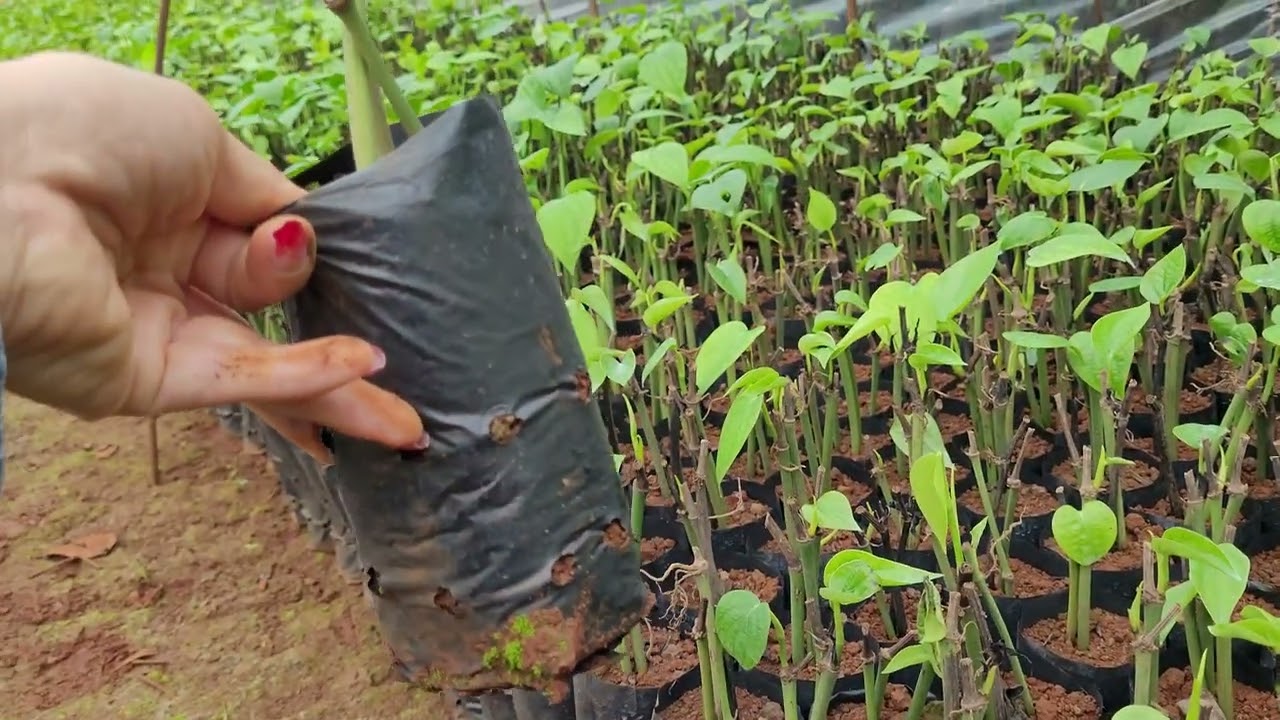 Ai bán giống tiêu?Vĩnh Linh, Sri Lanka, tiêu lươn. LH cây giống Phú Thịnh: 0908.49.22.66