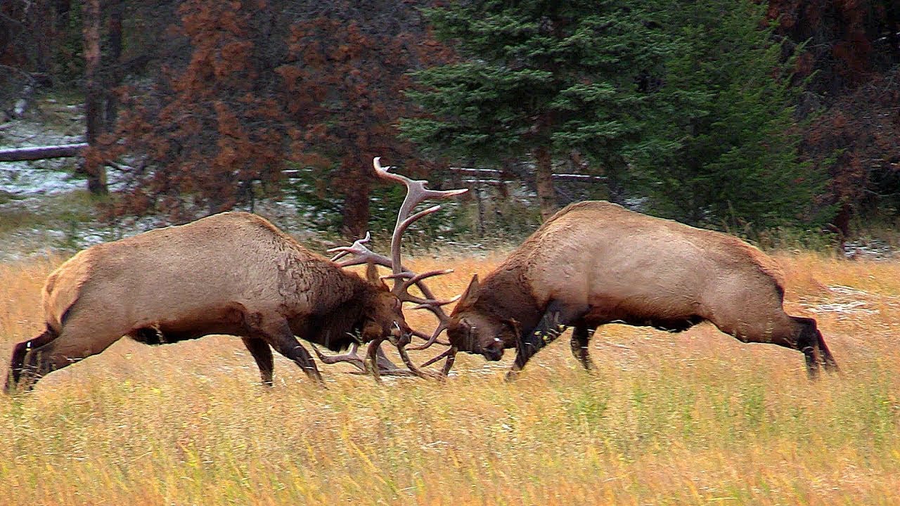 Battles of Love: Animal Encounters in the Name of Love