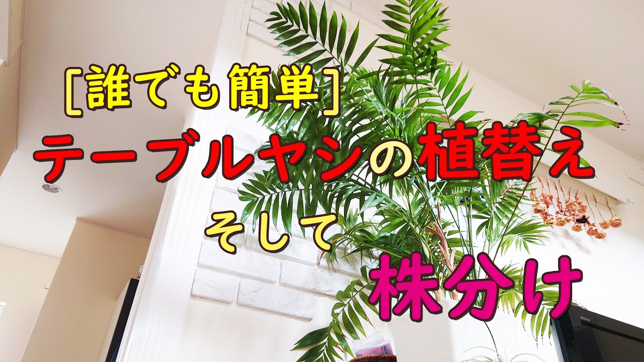 [誰でも簡単]テーブルヤシの植替え　そして　株分け