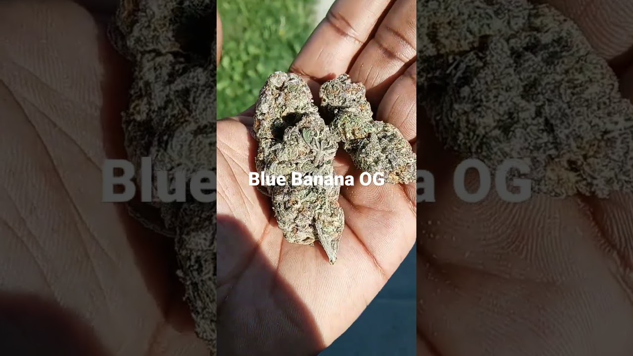 Blue Banana OG Hybrid 20%