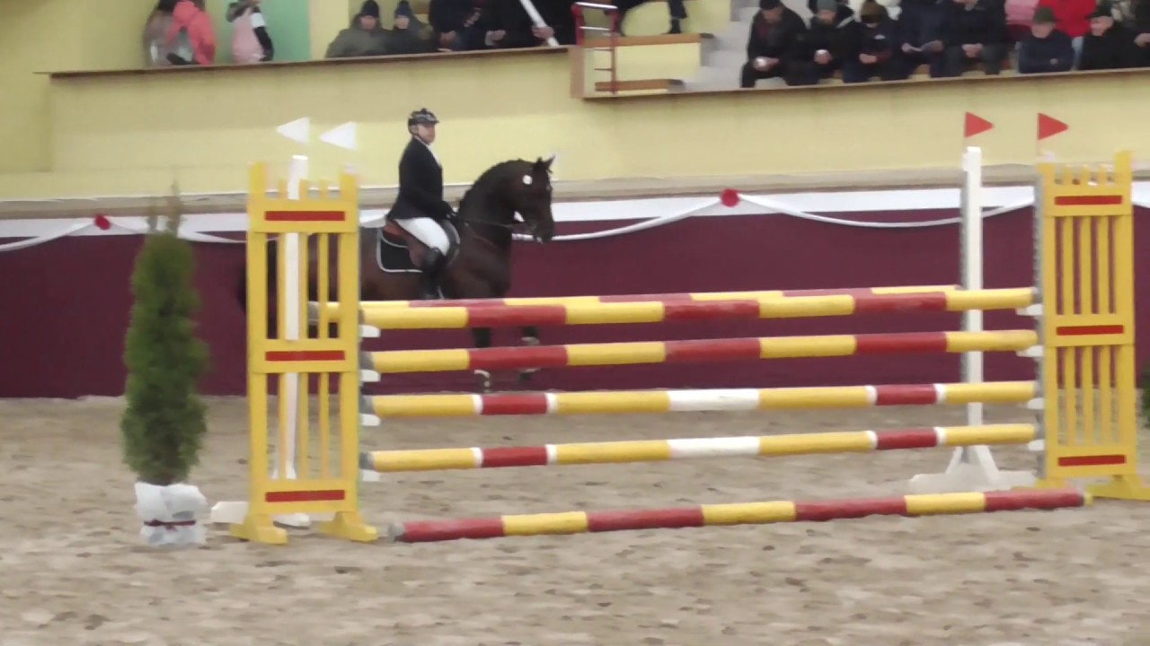 ogier SZULER ur. 2010 rasa SP (LURON x KISSOVO)