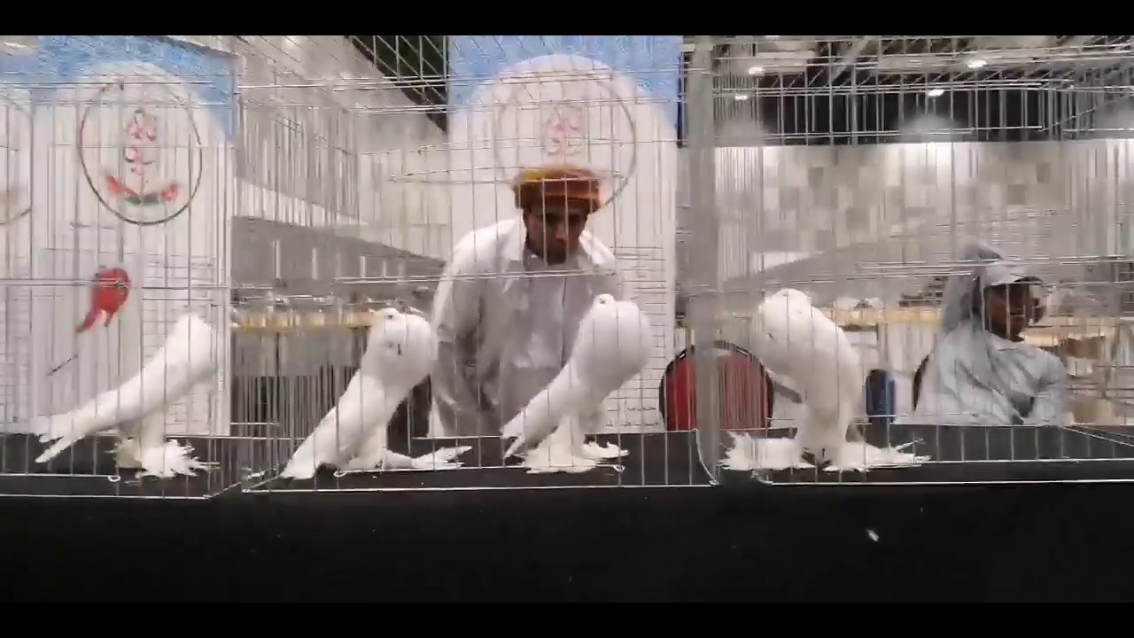 White Pomeranian pouter pigeons show