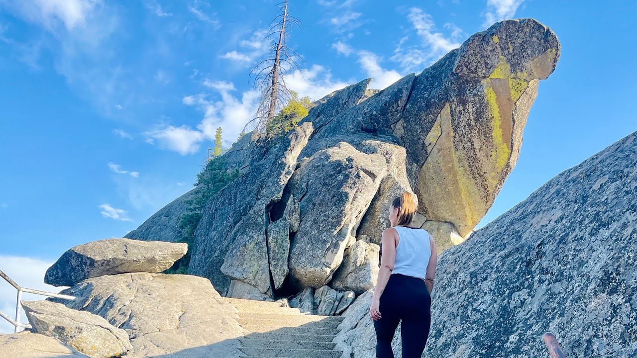 BEAR SIGHTINGS IN SEQUOIA NATIONAL PARK!