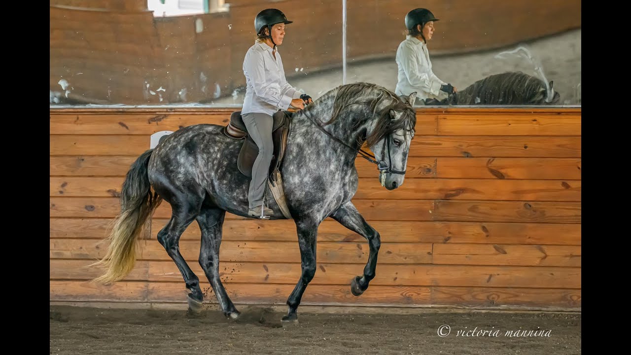 The Art of Classical Dressage Ep.1