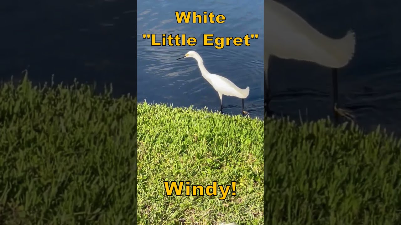Pretty White Little Egret In My Backyard.  His Blue Friend Not Around Today...