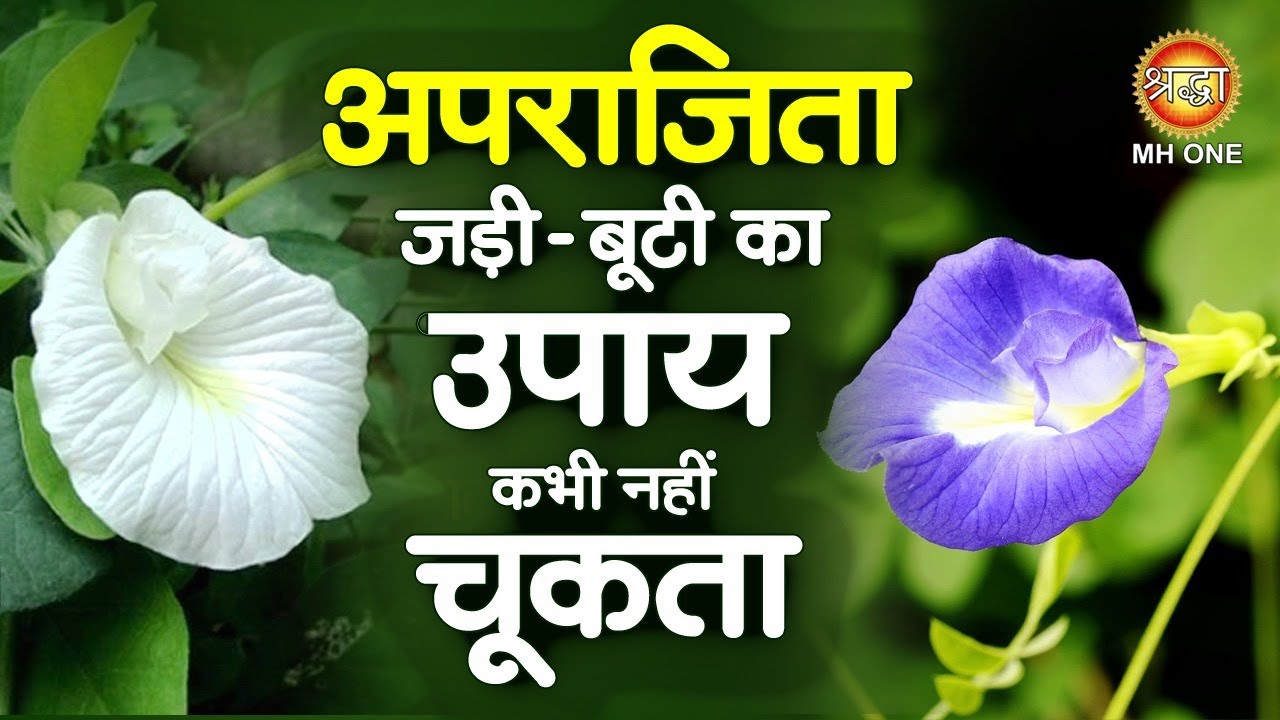अपराजिता जड़ी-बूटी का उपाय कभी नहीं चूकता | Aparajita ke phool ke fayde | Asian Pigeonwings