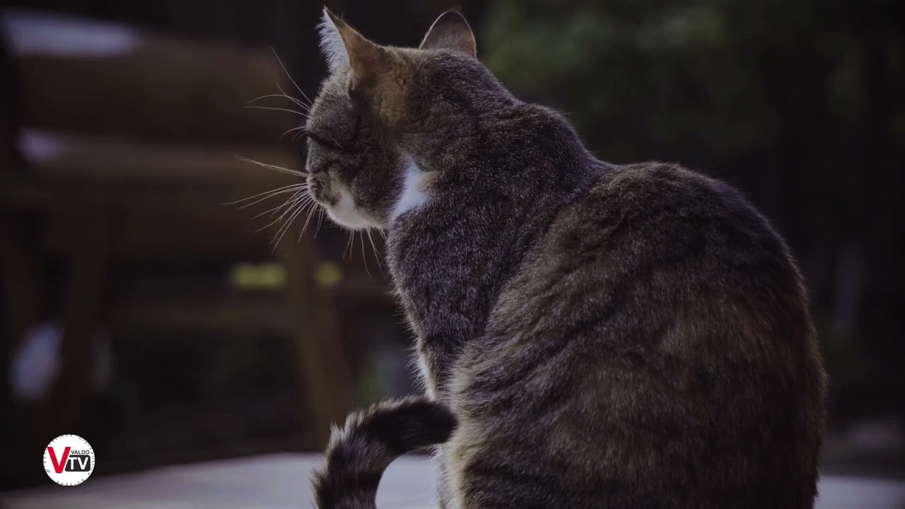 Venezia che Passione - I Gatti di Venezia