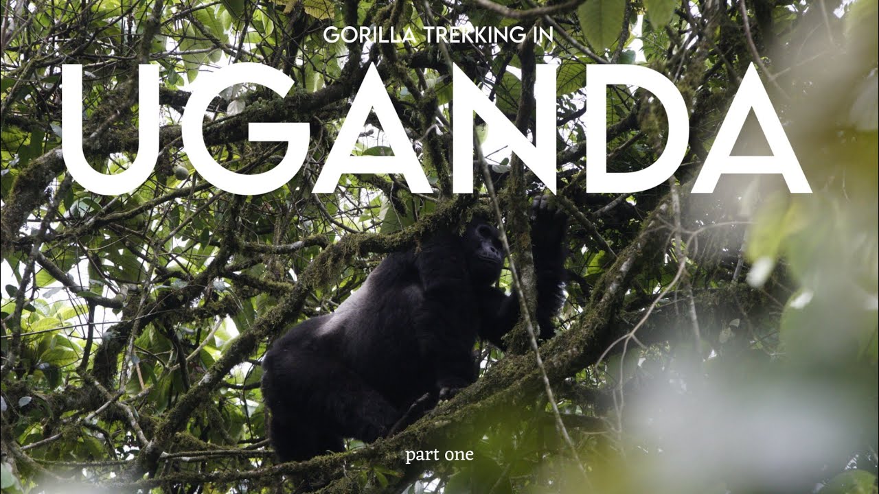Uganda: Part 1 | Face to Face with Mountain Gorillas