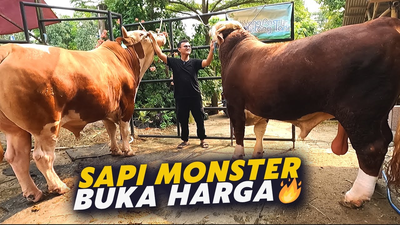 2 Ekor Lagi🔥🔥🔥 Update Stok sapi Qurban Jumbo Kelas Extrim 1 Ton Up, sapi monster harga terjangkau