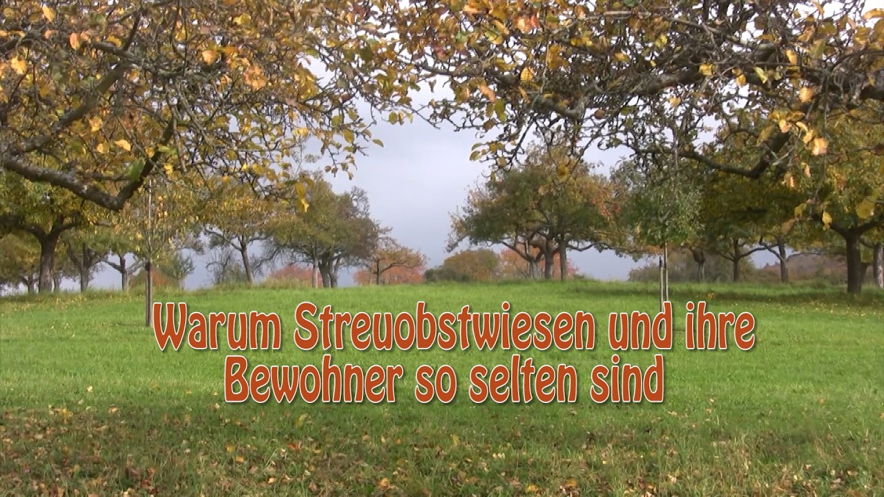Warum Streuobstwiesen und ihre Bewohner so selten sind