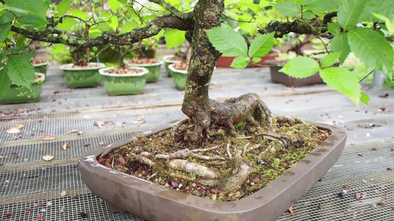 Plant City Bonsai - Summer 2019 - ** Please Read Full Description