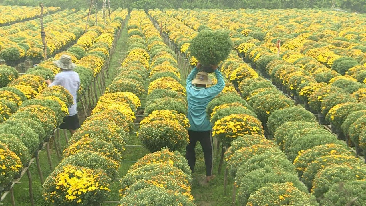 Flower village in Vietnam&rsquo;s Mekong Delta gears up for Lunar New Year | AFP