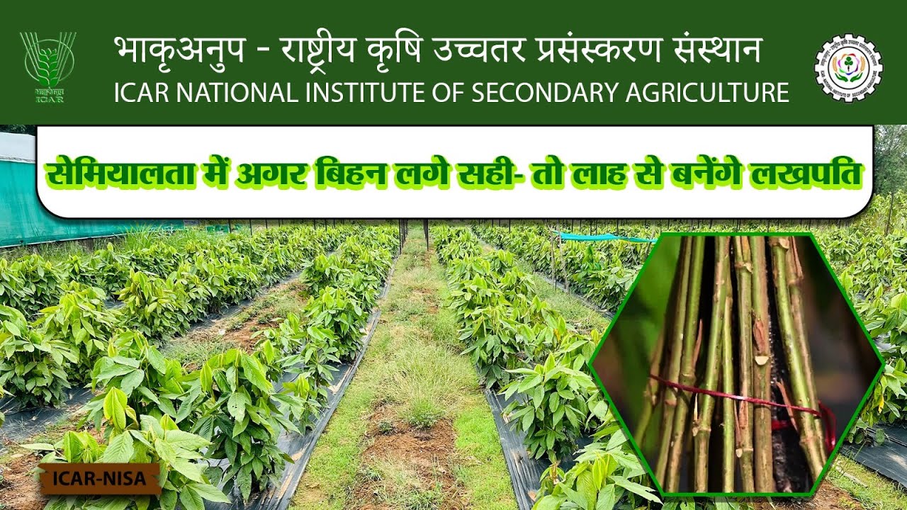 सेमियालता में अगर बिहन लगे सही- तो लाह से बनेंगे लखपति | ICAR- NISA ||