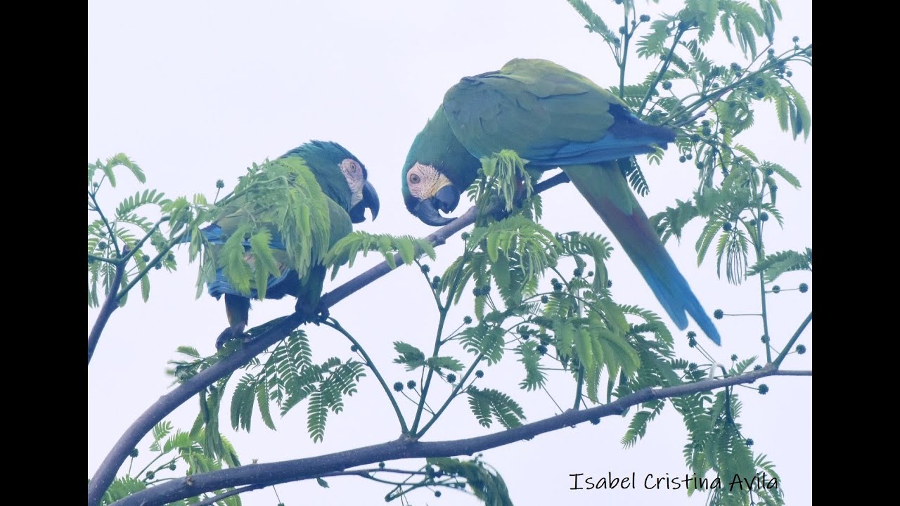 Guacamaya cariseca, Ara severus, cantando en un Samán en Cali, Colombia / Chesnut-fronted Macaw
