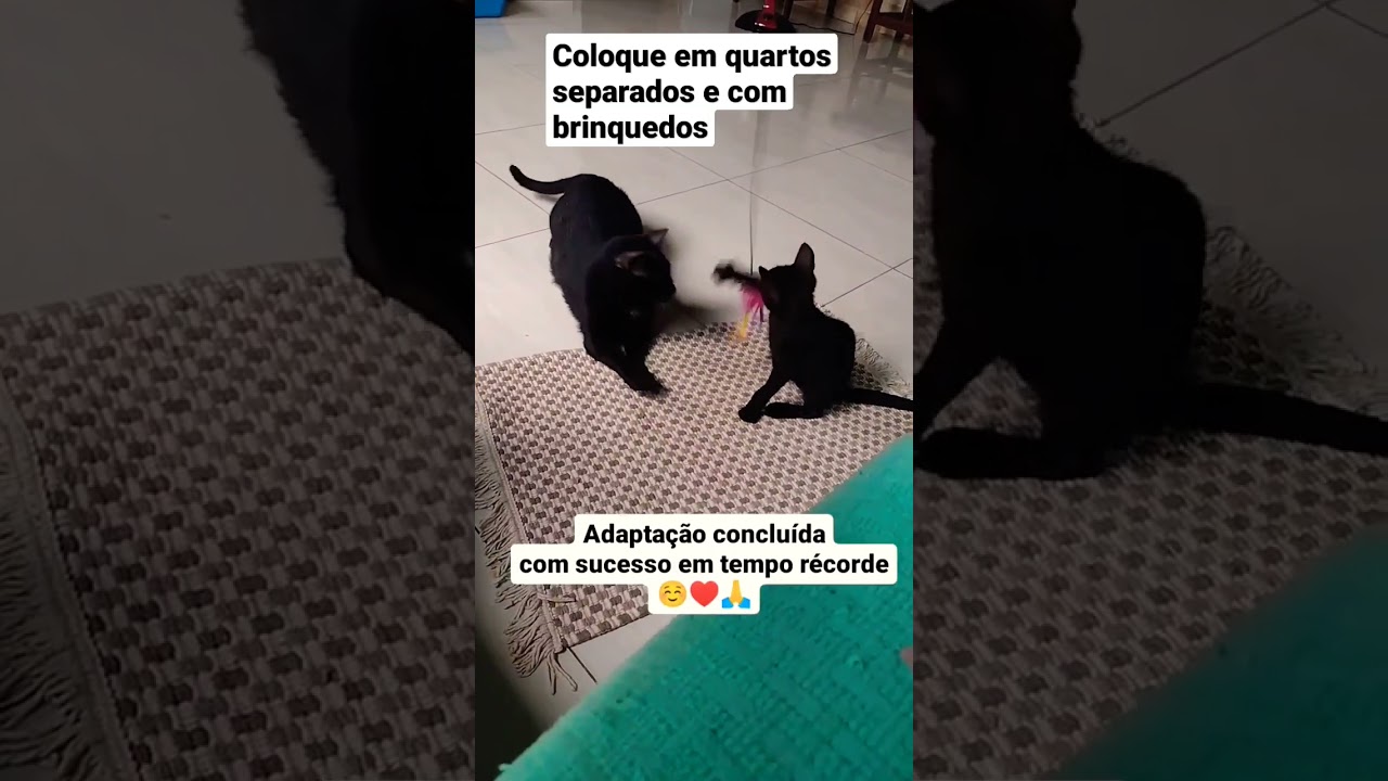 Como adaptar um gato ao outro #felinos #gatos #dicas #saudeanimal #adaptacaogatos