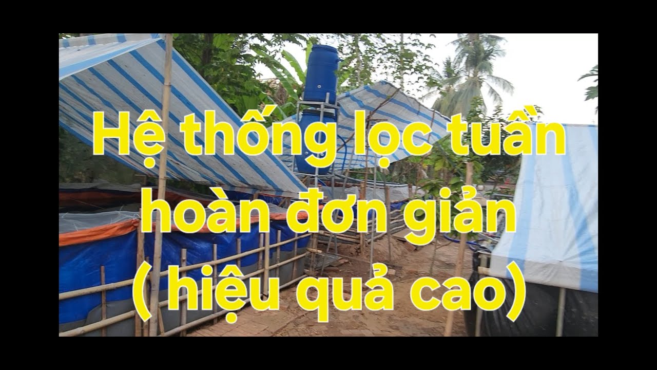 Nuôi cá bể bạt 2025 - Lọc tuần hoàn đơn giản - hiệu quả