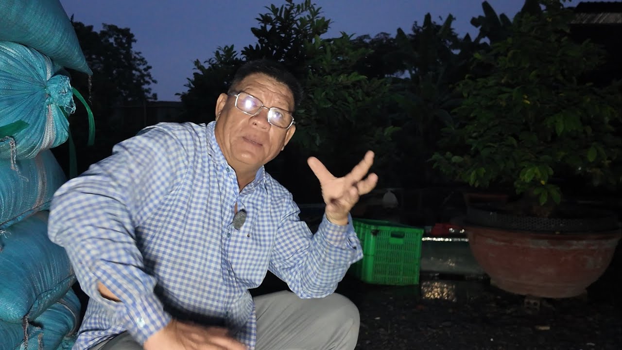 8 nguyên nhân mai Tết khô cổ bông cháy rụng nụ Út Đực trăn trở tìm cách hóa giải 20/11 âl...xem thêm