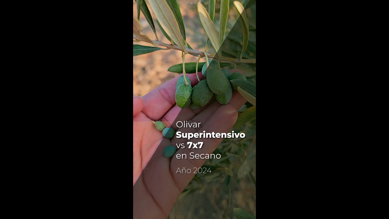 Olivar SUPERINTENSIVO VS 7X7 en Secano - Año 2024