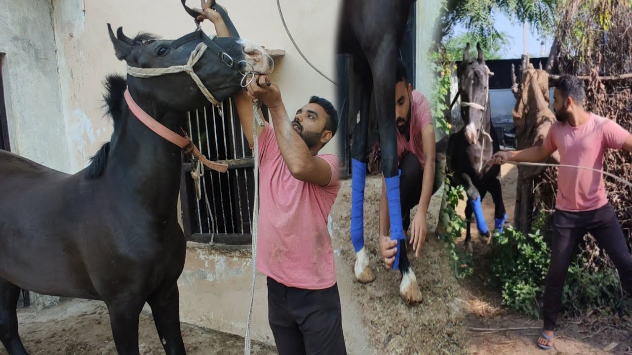 आज तो घोड़ी को बहुत भगाया 🐴||horse lunging exercise#vlog