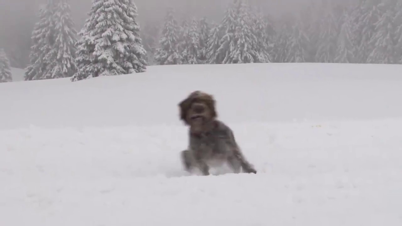 So arbeitet ein Lawinensuchhund auf dem Feldberg