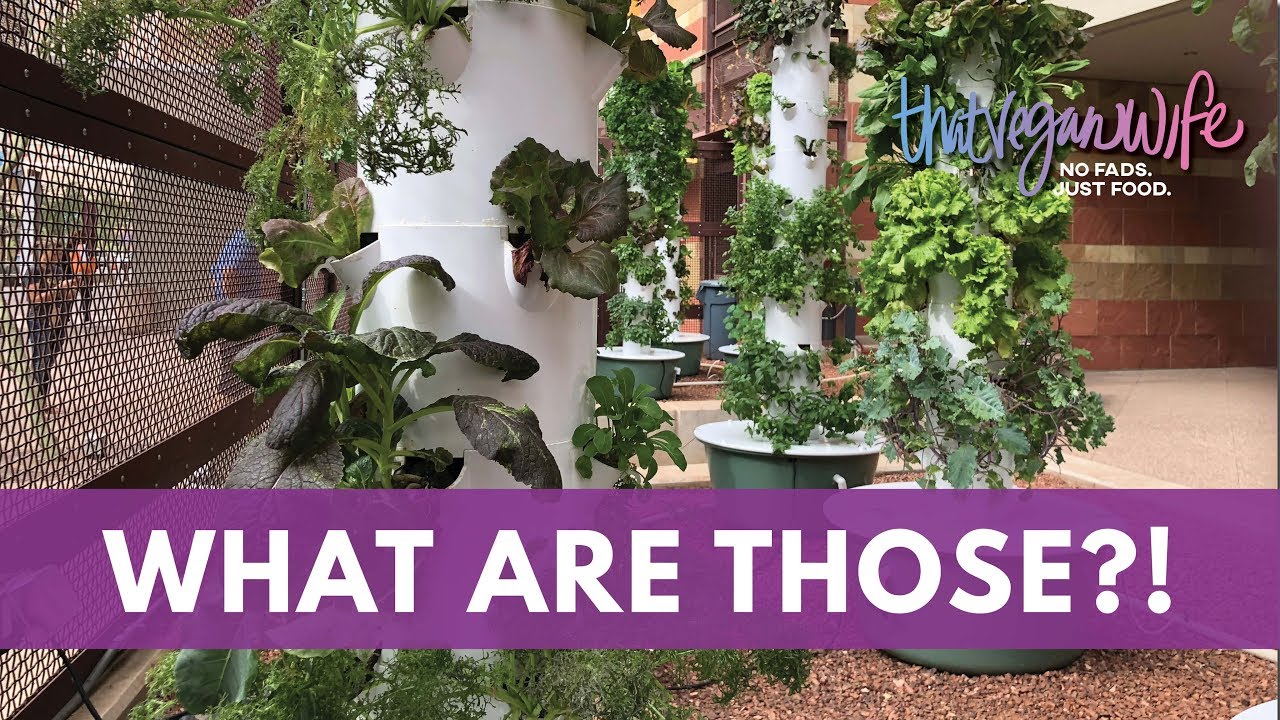 Where I Learned About Whole Food Nutrition | ThatVeganWife