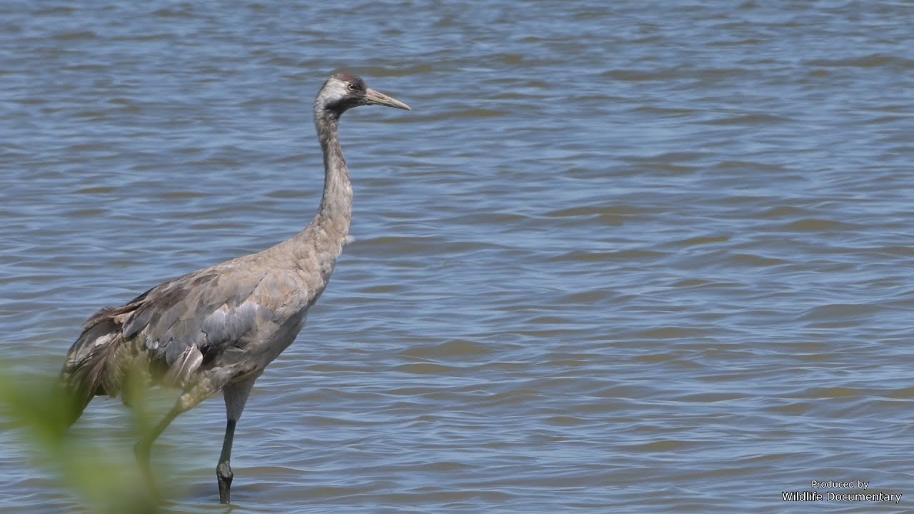 Common Crane - behaviour - Kranich