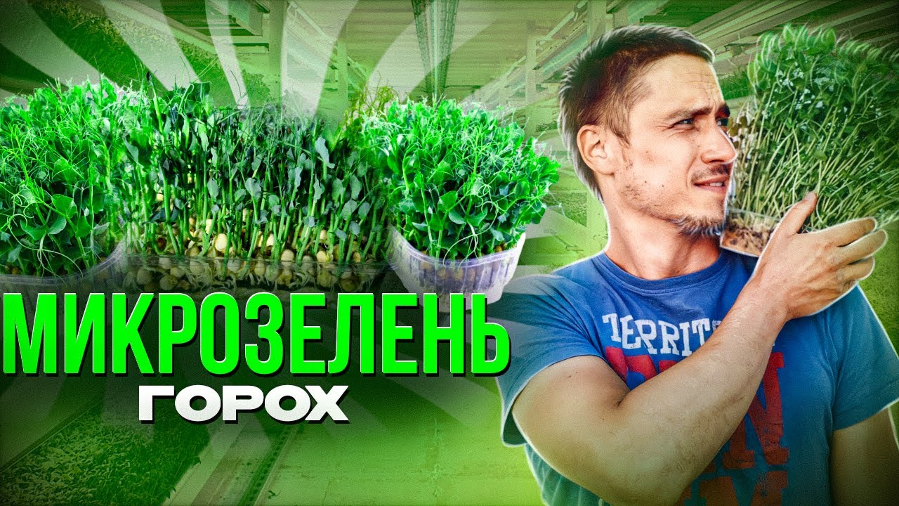Микрозелень Горох Технология