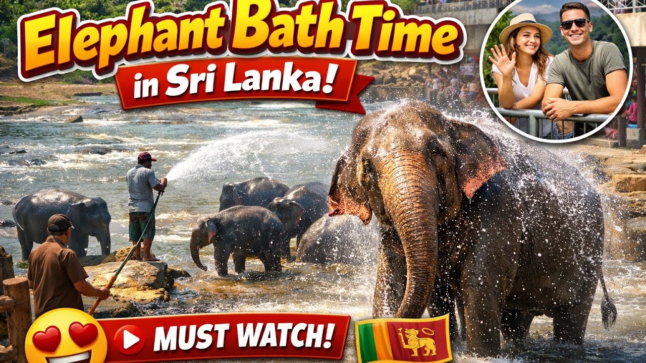 🐘Pinnawala Elephant Bath–Sri Lanka’s Gentle Giants Enjoying Nature! #wildlifephotography #elephant