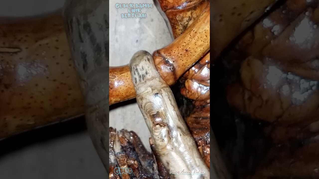 Bambu Petuk Jalu Pusar (BPJP) dan cara untuk melapisi pori -  pori bambu agar aman dari Air dll.