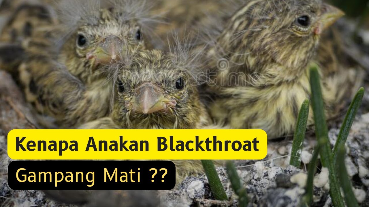 KENAPA TERNAK BLACKTHROAT ANAKANNYA BANYAK MATI !!! | TIPS  BURUNG BLACKTHROAT @Trisakti Bird Farm