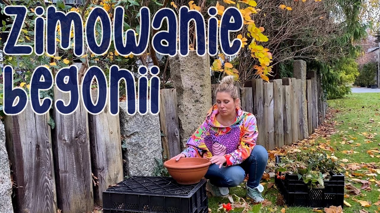 Zimowanie begonii. Jak przechować begonie przez zimę? Czy begonie wytrzymują mrozy?