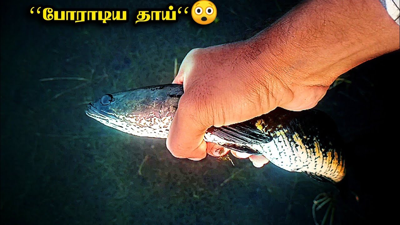 உதவி என்பது எல்லா உயிர்களுக்கும் தேவைப்படும் விரால் மீன் பிடிப்பது வானொலி