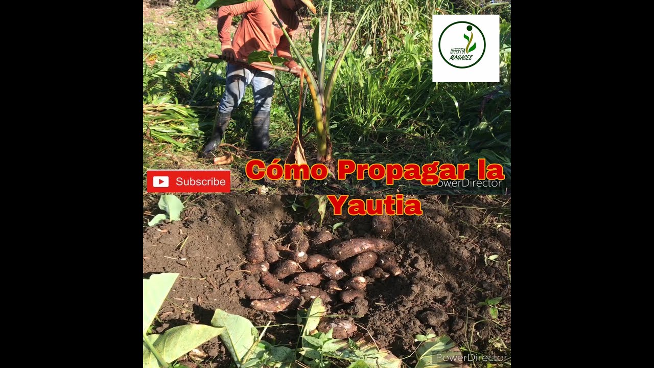 Como cosechar, propagar y sembrar yautia en la finca. Conoce la merjor semilla para sembrar