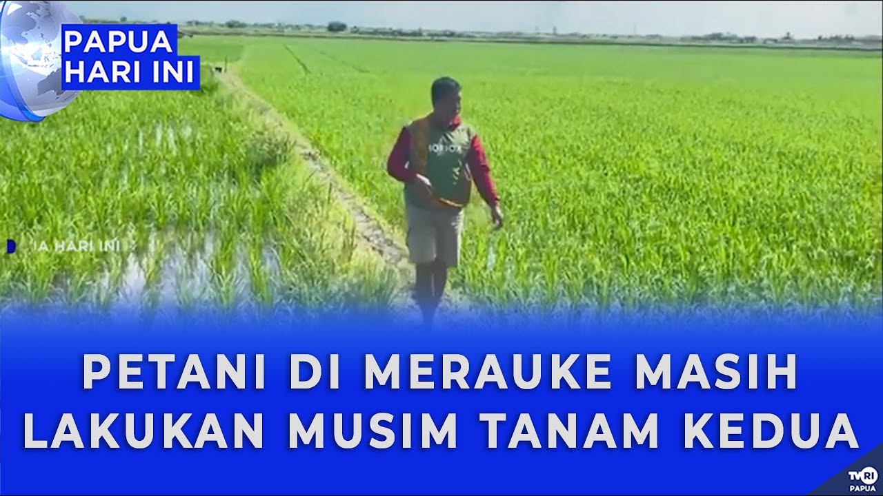 PETANI DI MERAUKE MASIH LAKUKAN MUSIM TANAM KEDUA