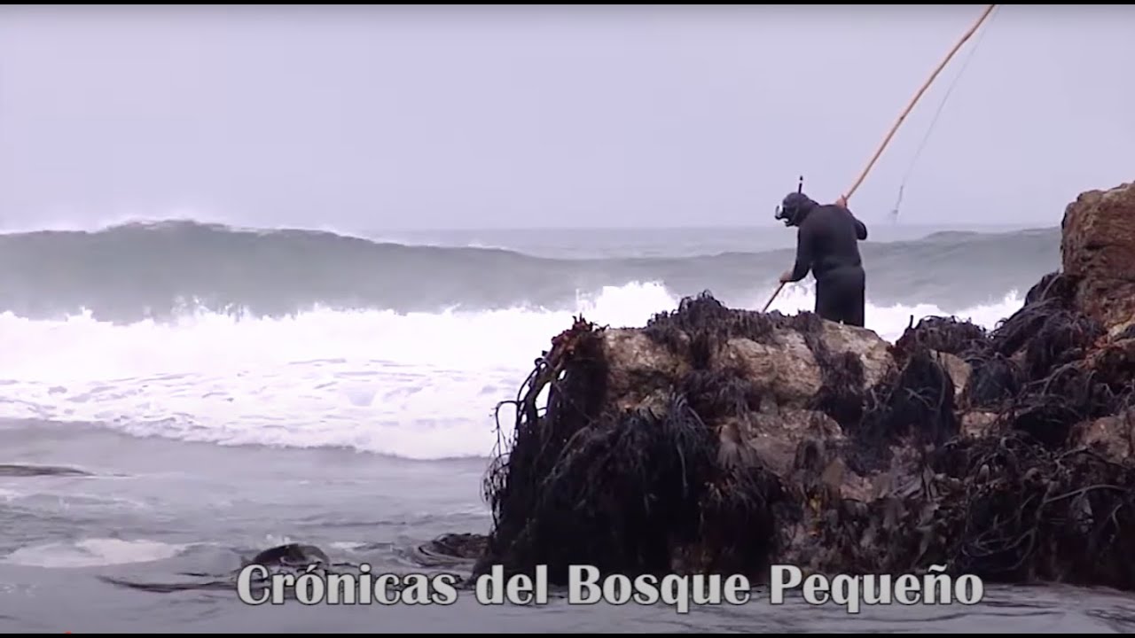 Crónicas del Bosque Pequeño: La vida entre el mar y la tierra