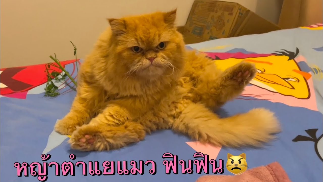 หญ้าตำแยแมว ฟินฟิน