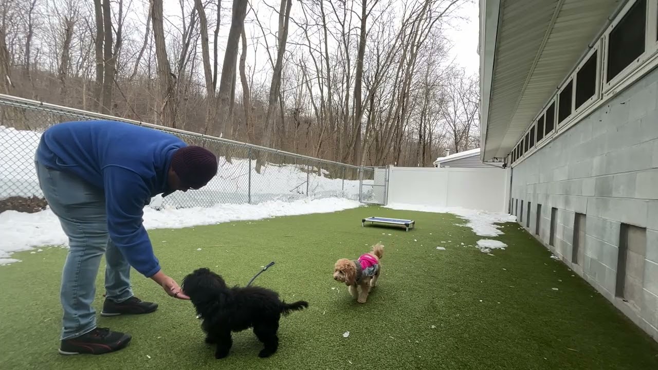 Chase- Working on sit, look, down, recall, place, off, and leash walking with distractions.