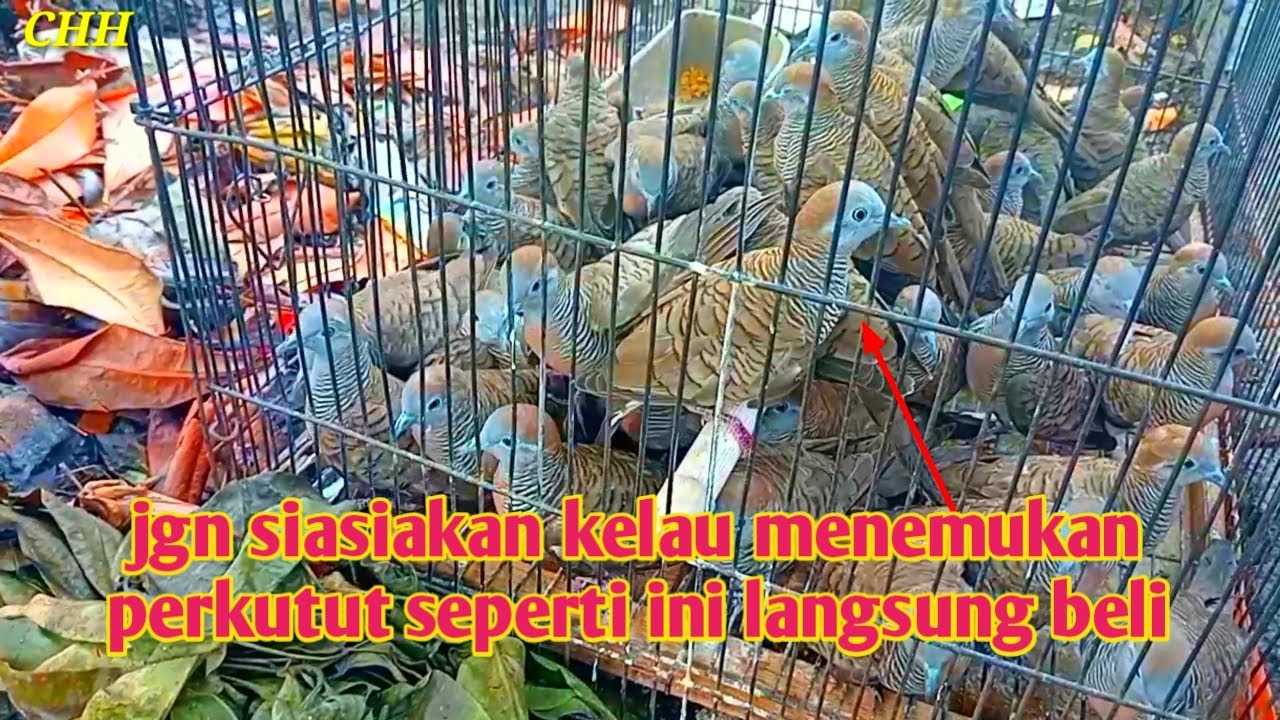 Jangan siasiakan kalau menemukan perkutut seperti ini langsung beli