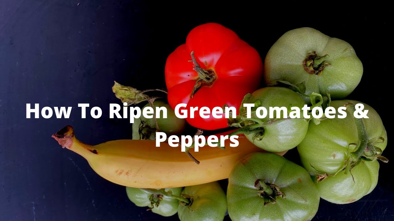 How To Ripen Green Tomatoes & Peppers