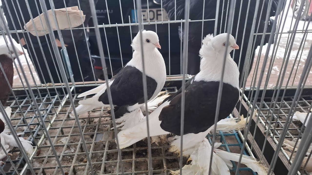 Targ Rynek Grajewo 24.11. 2024r część 2/3 części#gołębie 🐇🐤🐓🐔🦃🕊🐧🐦🦆🦢