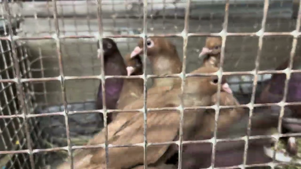 6.03.2026г Краснодарские бойные на продажу!!!+79298223260 Константин 