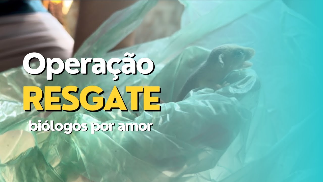 O resgate das cuícas - biólogos por amor 