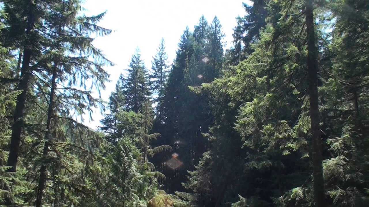 La Gran Ruta del Oeste - 2 - Desde Seattle a Yellowstone