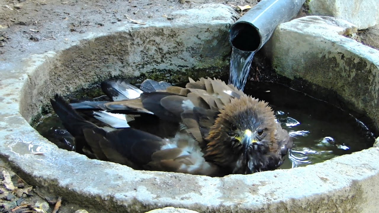 | Golden Eagle Bathing in a Natural Spring – Rare Wildlife Moment|🦅