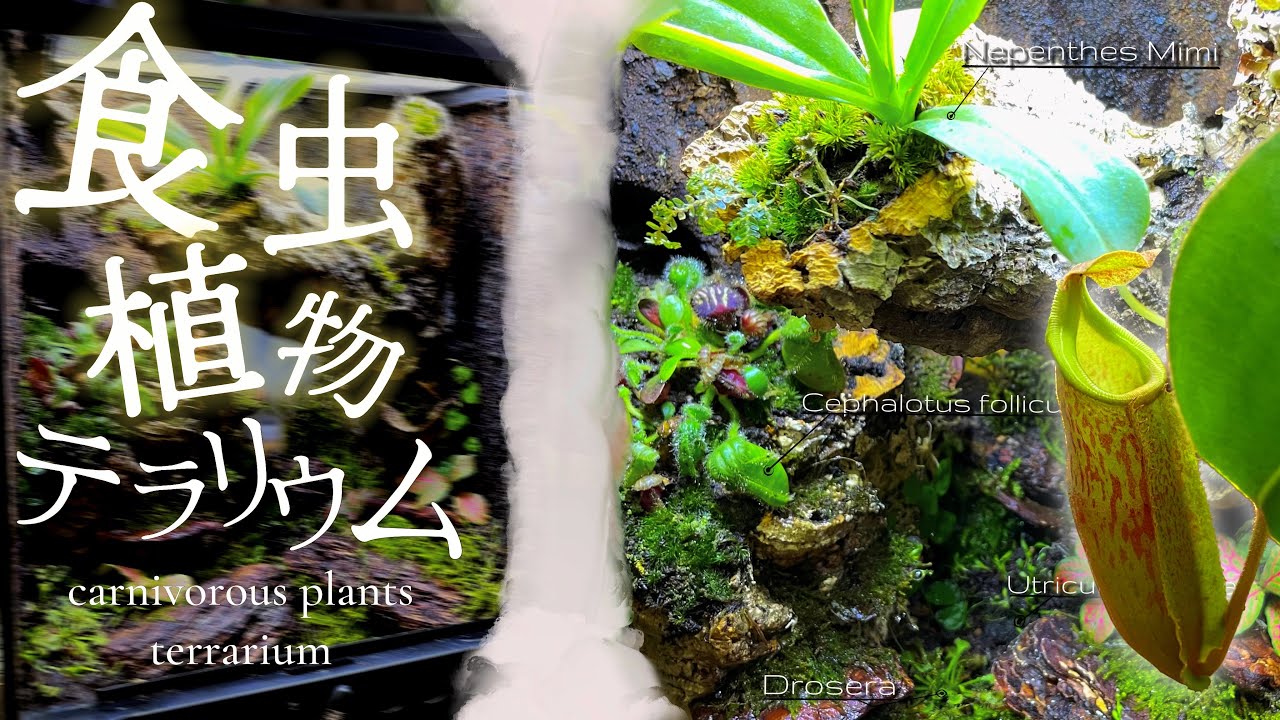 【テラリウム】食虫植物で溢れる森を作りました。