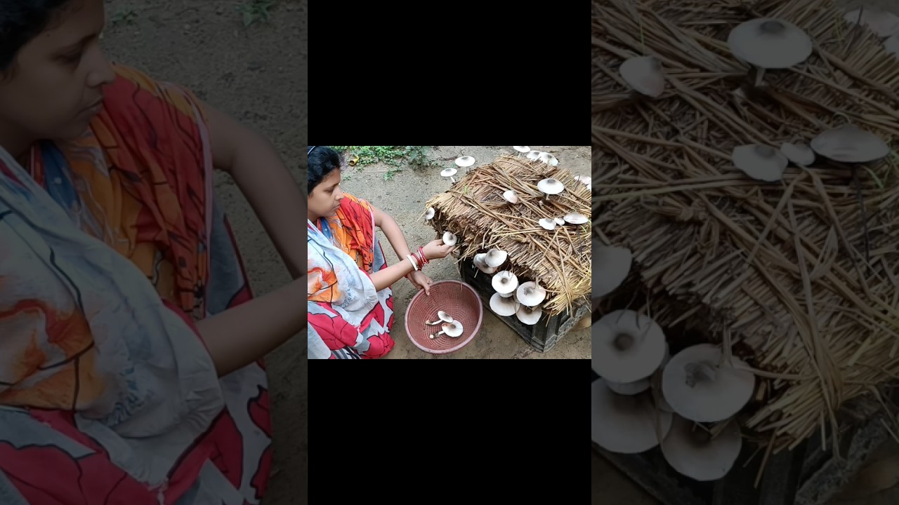 ପାଳ ଛତୁ ଚାଷ #chhatu#shorts