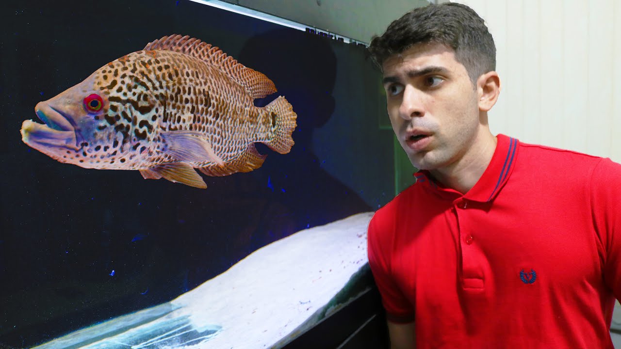 VOCÊ PODE CRIAR ESSE PEIXE MAS ANTES PENSE BEM!!!