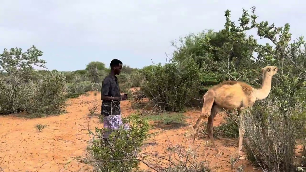 DHULKA UDUGA EE SOMALI HIIRAN ILA DAWO