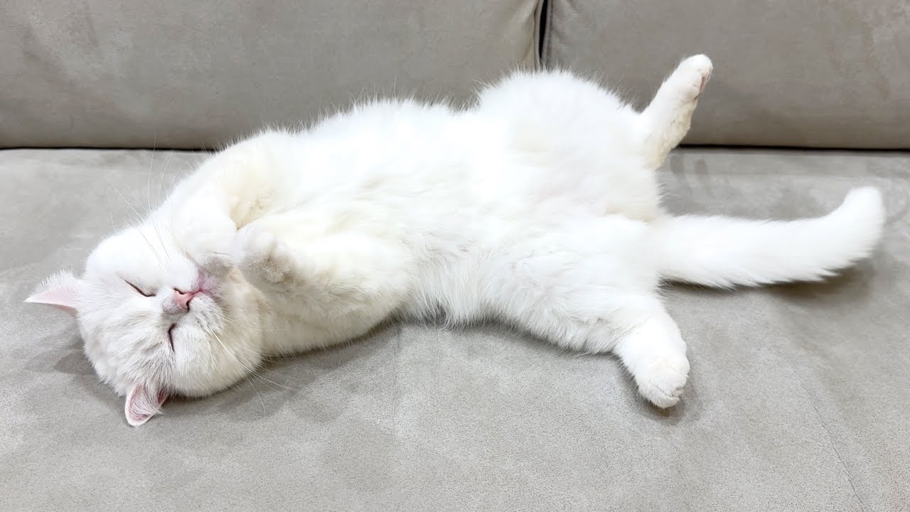 猫にごはんをたらふくあげたらこうなった&hellip;笑