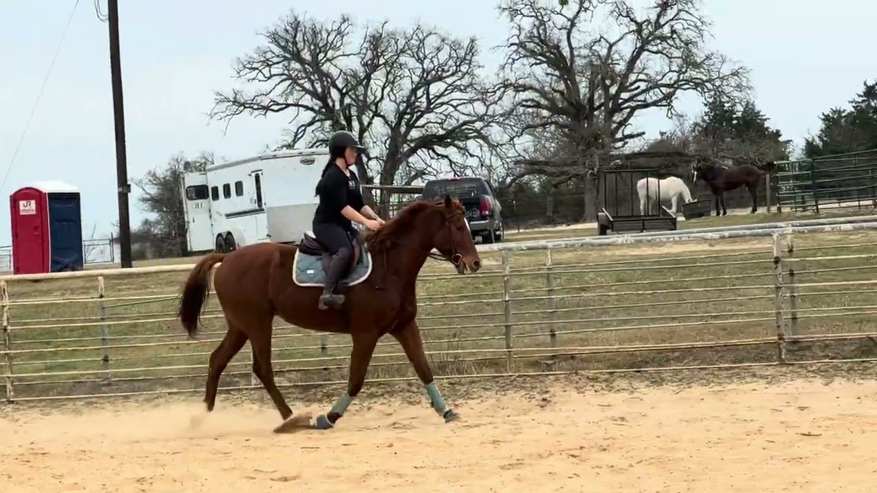 RRP Thoroughbred Makeover 2026 Flat Video